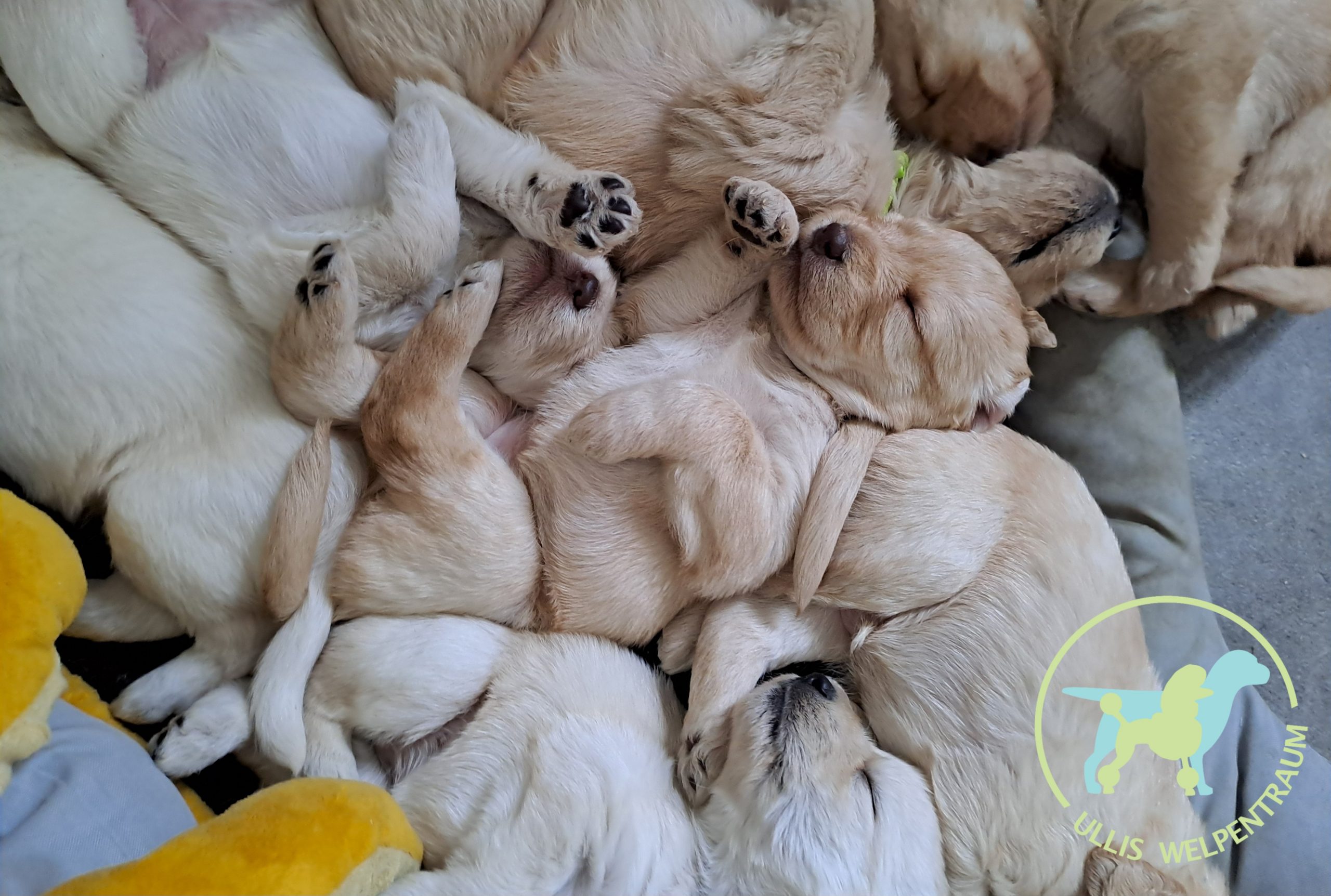 Welpenerwartung Dez. 26